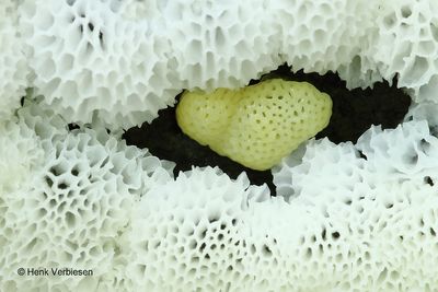 Ceratiomyxa porioides 9.JPG