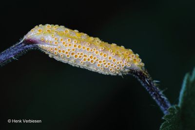 Puccinia urticata -  Brandnetel-Zeggeroest.JPG