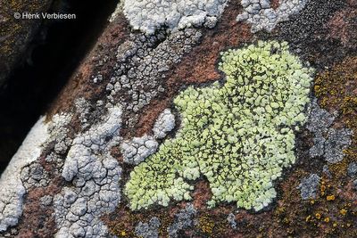 Rhizocarpon geographicum - Gewoon Landkaartmos 1.JPG