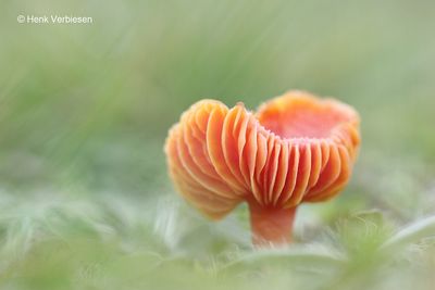 Hygrocybe miniata - Gewoon Vuurzwammetje 3.JPG