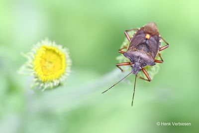 Pentatoma rufipes - Roodpootschildwants 1.JPG