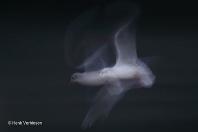 g13/20/1153920/3/164144995.6b6467a8.JPEG