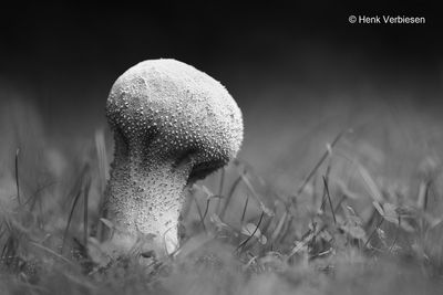Calvatia excipuliformis - Plooivoetstuifzwam.JPG