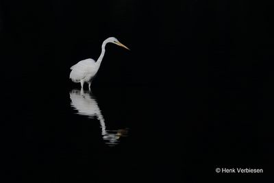 g13/20/1153920/3/164254276.ab62f5c1.JPEG