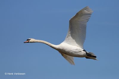 Cygnus olor - Knobbelzwaan 2.JPG