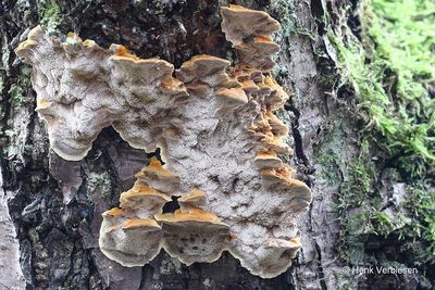 Mensularia radiata - Elzenweerschijnzwam 4.JPG