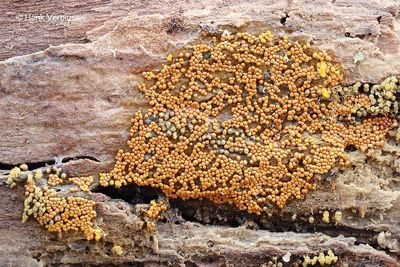 Trichia varia - Fopdraadwatje 3.JPG