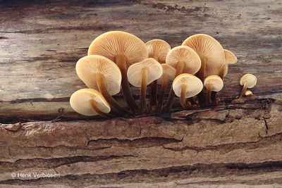Flammulina velutipes - Gewoon Fluweelpootje 7.JPG