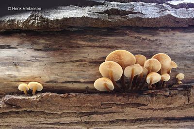 Flammulina velutipes - Gewoon Fluweelpootje 6.JPG