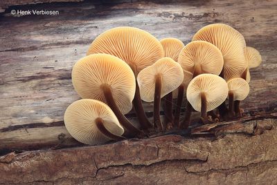 Flammulina velutipes - Gewoon Fluweelpootje 8.JPG