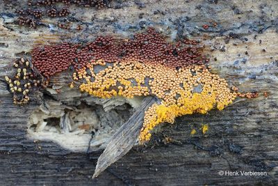 Trichia varia - Fopdraadwatje 1.JPG