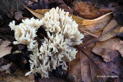Clavulina coralloides - Witte Koraalzwam.JPG