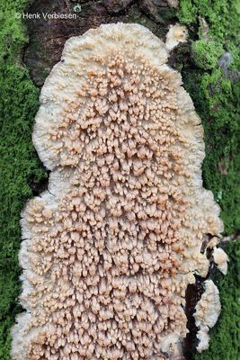 Radulomyces molaris - Getande Boomkorst 2.JPG