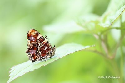 Araschnia levana - Landkaartje 1.JPG