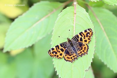 Araschnia levana - Landkaartje 5.JPG