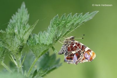 Araschnia levana - Landkaartje 3.JPG