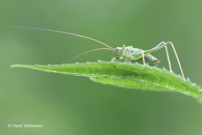 Leptophyes punctatissima - Struiksprinkhaan 1.JPG