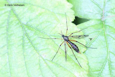 Ptychoptera contaminata - Viervlekglansmug 4.JPG