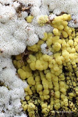 Ceratiomyxa fruticulosa - Gewoon IJsvingertje 4.JPG