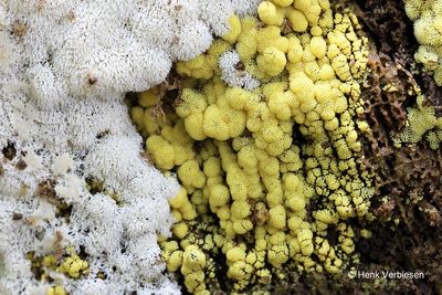 Ceratiomyxa fruticulosa - Gewoon IJsvingertje 3.JPG