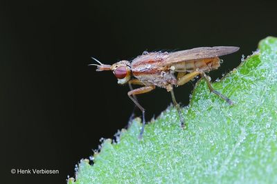 Ilione albiseta - Gewone Stipslakvlieg.JPG