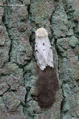 Lymantria dispar - Plakker 1.JPG
