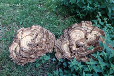 Meripilus giganteus - Reuzenzwam 2.JPG