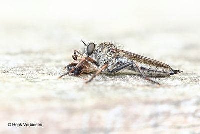 Tolmerus atricapillus - Gewone Roofvlieg 4.JPG