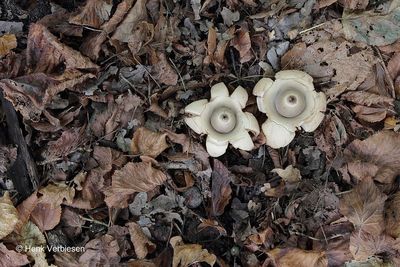 Geastrum triplex - Gekraagde Aardster 3.JPG