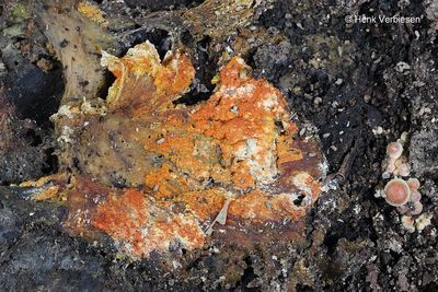Hypomyces aurantius - Oranje Zwameter 3.JPG