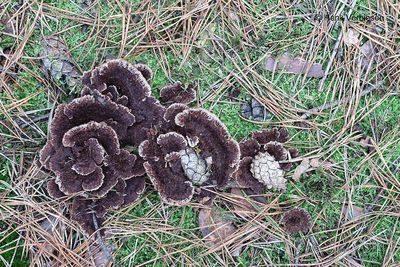 Thelephora terrestris - Gewone Franjezwam.JPG