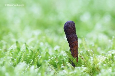 Elaphocordyceps ophioglossoides - Zwarte Truffelknotszwam.JPG