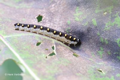 Tenthredo mandibularis.JPG