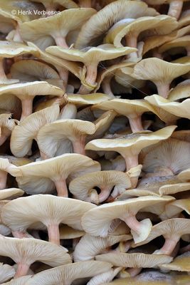 Armillaria mellea - Echte Honingzwam 4.JPG