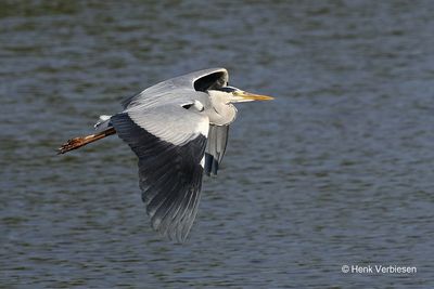 Ardea cinerea - Blauwe Reiger 4.JPG