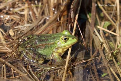 Pelophylax lessonae - Poelkikker 5.JPG