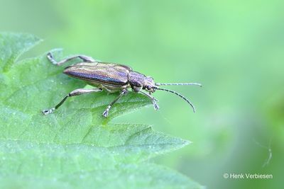 Donacia marginata 2.JPG