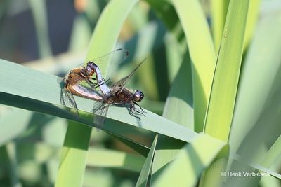 Libellula fulva - Bruine Korenbout 2.JPG