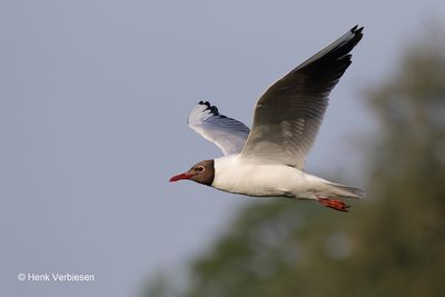 Chroicocephalus ridibundus - Kokmeeuw 15.JPG