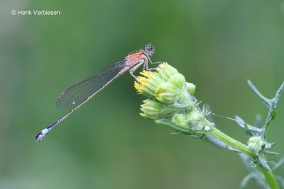 Ischnura elegans f. rufescens - Lantaarntje 6.JPG