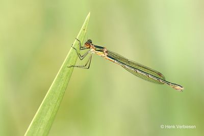 Lestes sponsa - Gewone Pantserjuffer 5.JPG