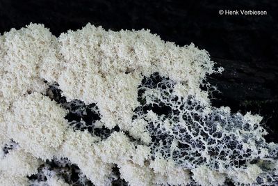 Fuligo septica var. candida 3.JPG