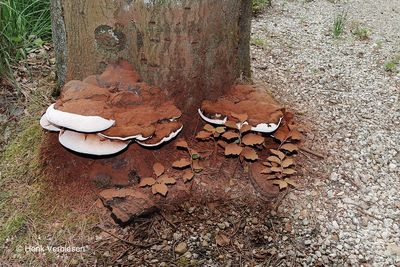 Ganoderma adspersum - Dikrandtonderzwam 1.JPG
