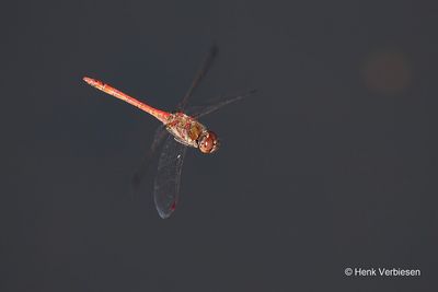 Sympetrum striolatum - Bruinrode Heidelibel 2.JPG