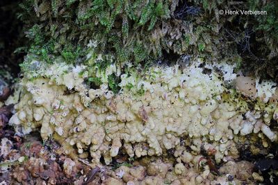 Hypocrea citrina - Platte Kussentjeszwam 1.JPG