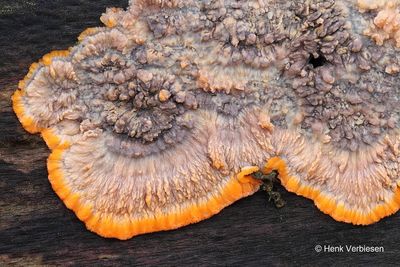 Phlebia radiata - Oranje Aderzwam 7.JPG