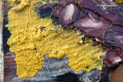 Slime molds