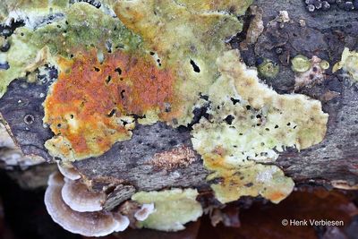 Hypomyces aurantius - Oranje Zwameter 1.JPG