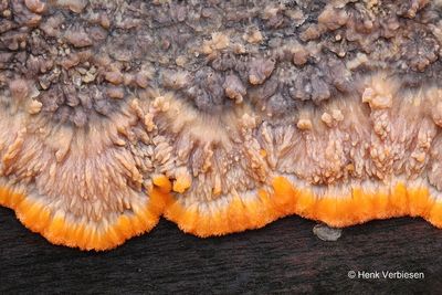 Phlebia radiata - Oranje Aderzwam 6.JPG