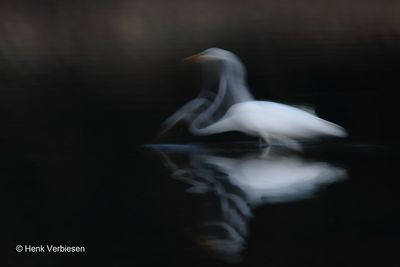 g13/20/1153920/3/168629804.7cc10eb1.JPEG